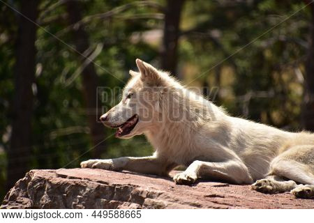 Profile Of A Resting White Wolf On A Large Rock In The Wilderness.