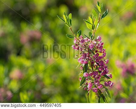 Sheep Laurel Kalmia Angustifolia Pink Flower In Summer