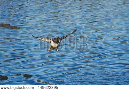 A View Of A Male Greater Scaup Flying In The Air.   Burnaby Bc Canada