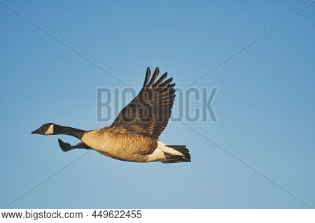A View Of A Canada Goose Flying In The Air.   Burnaby Bc Canada