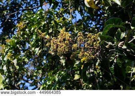 Mangifera Indica Commonly Known As Mango.a Shot Of Fruit Bearing Tree With Small Mangoes And Its Flo