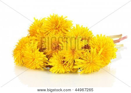 Löwenzahn Blumen, isolated on white