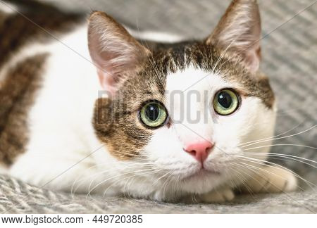 A Young White-striped Tabby Cat Lies And Looks Warily And Attentively. Horizontal Photo.