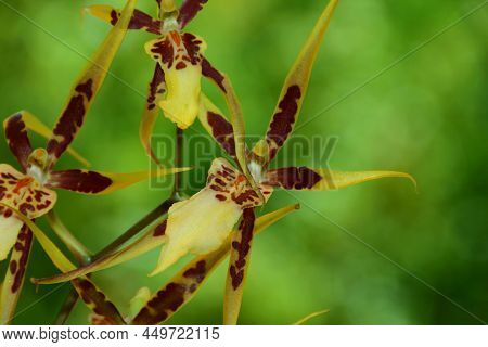 Brassia Tessa Flower. Brassia Orchid. 
Spider Orchid.