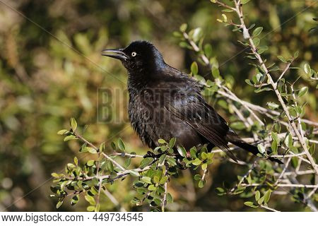 A Common Grackle, Quiscalus Quiscula Perched In A Bush In Florida In The Winter