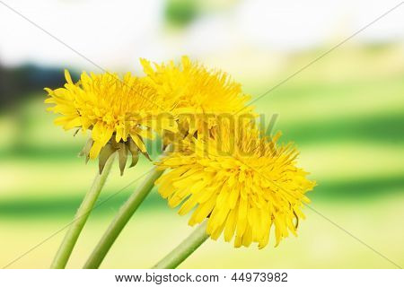 Löwenzahn Blumen auf hellem Hintergrund