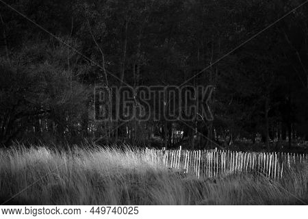 Black And White Lovely Landscape Autumn Fall Image Of Sunlight Hitting Wooden Fence In Countryside