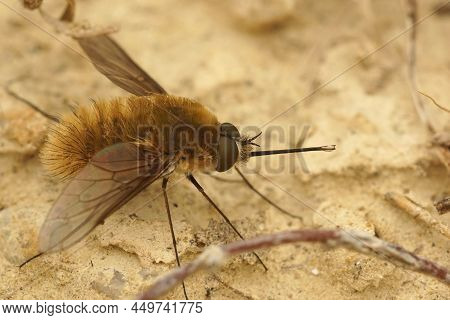 Closeup On A Small , Fluffy Bee Fly, Systoechus Ctenopterus Sitting On The Ground With Open Wings