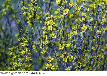 Berberis Thunbergii Japanese Barberry Ornamental Flowering Shrub, Group Of Beautiful Small Flowers W