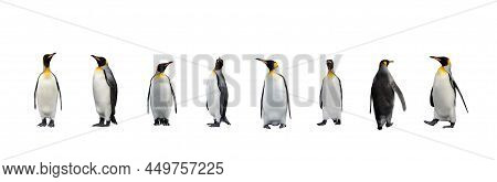 Set Of King Penguins Isolated On The White Background. Standing Penguin.