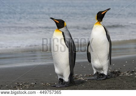 King Penguin Close Up On South Georgia Island. Antarctica.