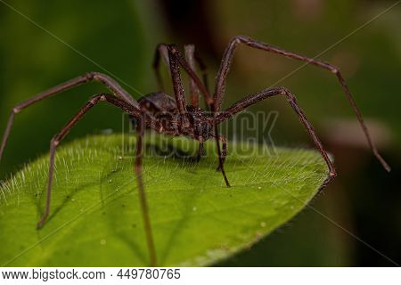 Adult Recluse Spider Of The Genus Loxosceles