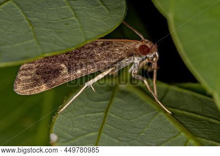 Adult Crambid Moth Of The Family Crambidae