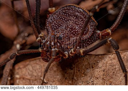 Adult Gonyleptid Harvestmen Of The Genus Discocyrtanus