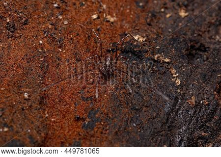Juvenile Gonyleptid Harvestmen Of The Genus Discocyrtanus