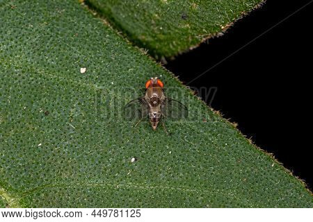 Adult Small Fruit Fly Of The Family Drosophilidae