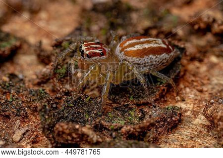 Adult Female Jumping Spider Of The Genus Chira