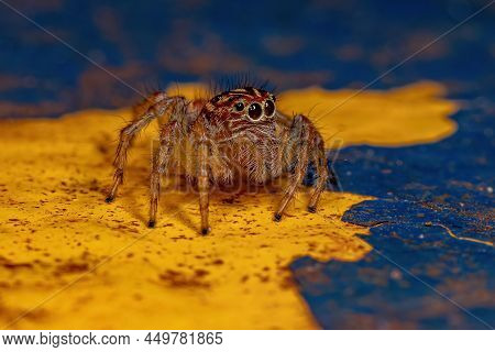 Adult Female Jumping Spider Of The Genus Frigga