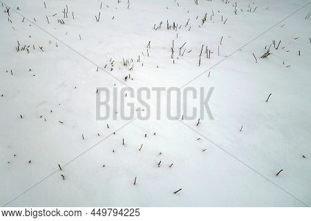 Crop Residuals On Agricultire Field In Snow. Seasonal Natural Background