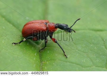 Closeup On A Colorful Small Red Hazel-leaf Roller Weevil Beetle, Apoderus Coryli Sitting On A Green 