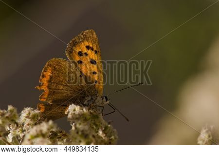 Butterfly Small Copper Lycaena Phlaeas. Garafia. La Palma. Canary Islands. Spain.