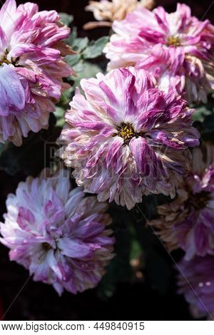 Close-up Of Dying Dahlia Wilted Flowers. Dry Withered Flower In A Garden