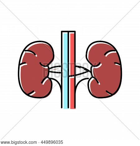 Kidney Human Organ Color Icon Vector. Kidney Human Organ Sign. Isolated Symbol Illustration