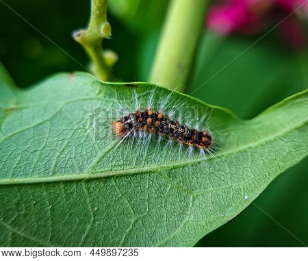 Caterpillars On Green Leaf. Caterpillars Are The Larval Stage Of Members Of The Order Lepidoptera. A
