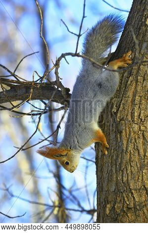 Squirrel On A Tree In Winter. A Forest Animal With Winter Fur Caught On A Tree Trunk On A Blurry Bac