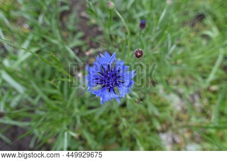 Deep Blue Flower Of Centaurea Cyanus In May