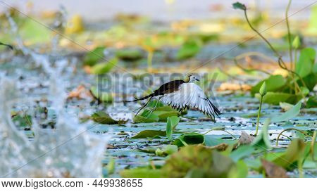 Pheasant-tailed Jacana Running On Water Surface Covered In Lotus Leaves. Sudden Reaction To A Water 