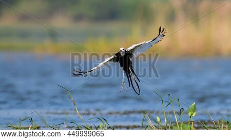 Pheasant-tailed Jacana Birds Dance In The Air. Spread Its Beautiful Black And White Feathers And Jum