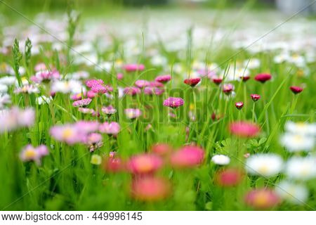 Beautiful Meadow In Springtime Full Of Flowering White And Pink Common Daisies On Green Grass. Belli