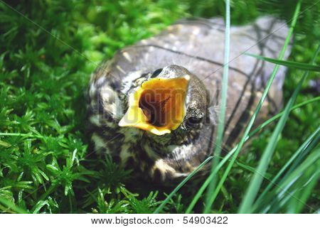 Nestling fledgling