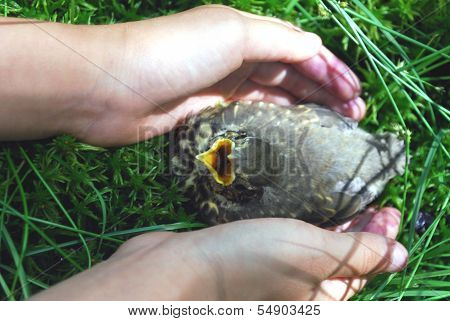 Nestling fledgling