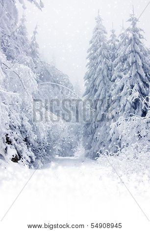 Christmas background with stars and snowy fir trees 