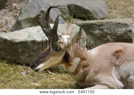 Pronghorn (antilocapra อเมริกานา)