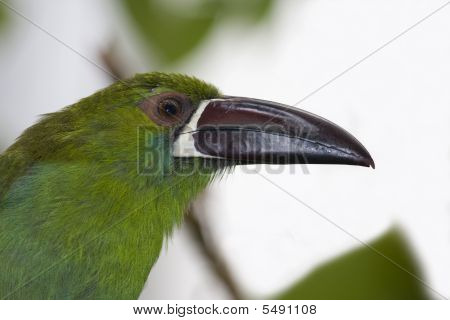 คริมสันเทาหลัง Toucanet