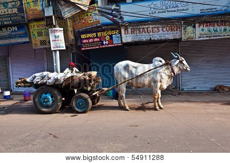 Ox Chart In The Narrow Streets Of Old Delhi