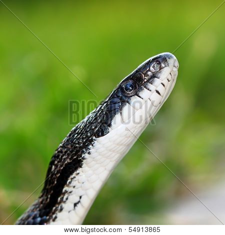 Rat Snake on a summer day in Illinois.