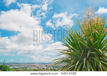 Corn Plant In Sassari