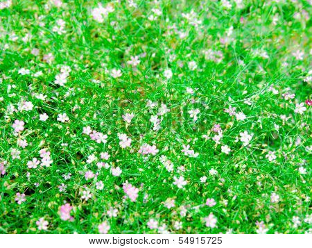 Baby's Breath Flower