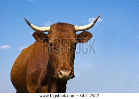 Bonsmara Cow