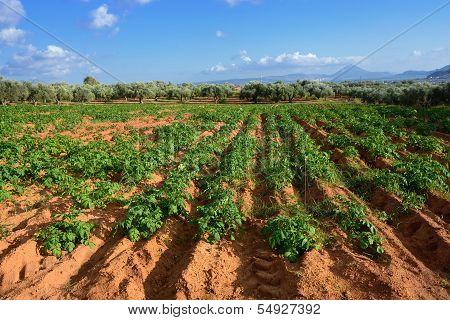 Potato Field