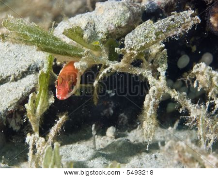 Blacktip Garoupa