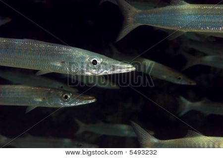 Sarı Barracuda