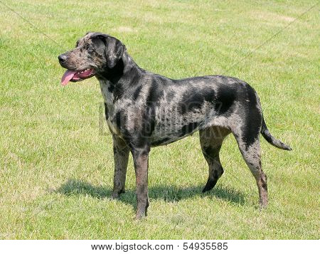 Typical Louisiana Catahoula Dog