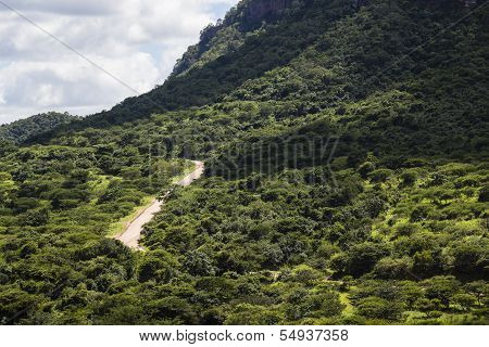 Dirt Road Bush Terrain Valley