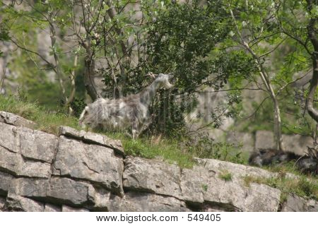 Bergsgetter