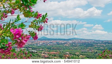 Sassari And Flower